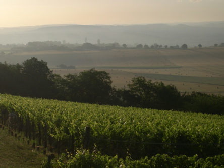 Tannay vineyards